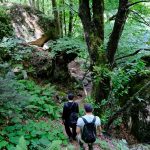 Il bosco in autunno: la bellezza di una gita fuori porta tra i colori della natura 3