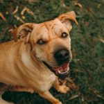 Il linguaggio dei cani: come interpretare i segnali della coda e della postura per capirli meglio 1